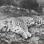 The panar maneating leopard hunted in 1910