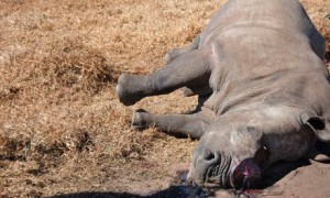 rhinoceros-006